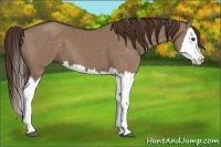 Horse Color:Liver Red Dun Splash