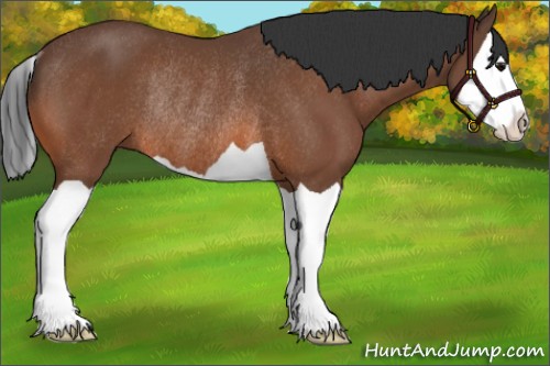 Horse Color:Bay Splash Rabicano 