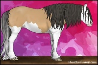 Horse Color:Buckskin Splash 