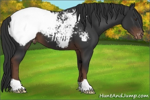 Horse Color:Liver Chestnut Appaloosa 