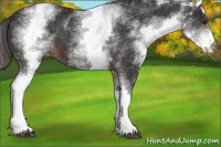 Horse Color:White Spotted Liver Chestnut Varnish 