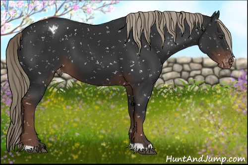 Horse Color:Liver Chestnut Appaloosa 