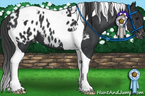 Horse Color:Black Tobiano Appaloosa 