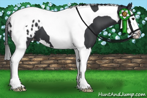 Horse Color:Black Splash Tobiano Appaloosa 