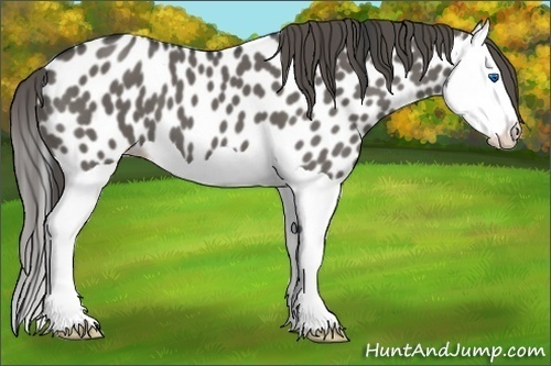 Horse Color:Grullo Splash Appaloosa 