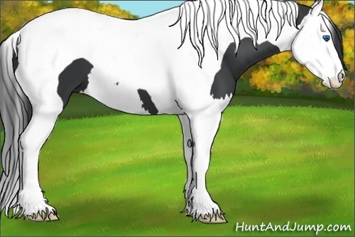 Horse Color:Black Splash Tobiano 