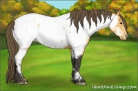 Horse Color:Buckskin Appaloosa