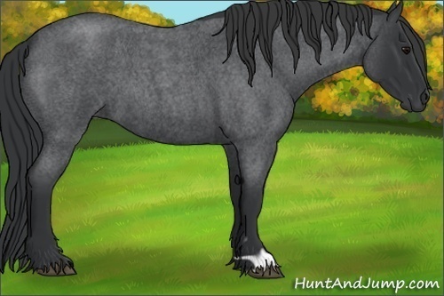 Horse Color:Blue Roan 