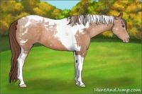 Horse Color:Brown Pearl Tobiano 