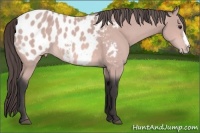 Horse Color:Platinum Buckskin Appaloosa 