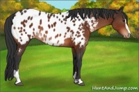 Horse Color:Brown Sabino Appaloosa 