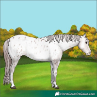 Horse Color:Platinum Chocolate Buckskin Onyx Appaloosa 