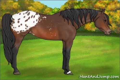 Horse Color:Bay Appaloosa 
