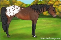 Horse Color:Bay Appaloosa