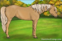 Horse Color:Palomino Sabino