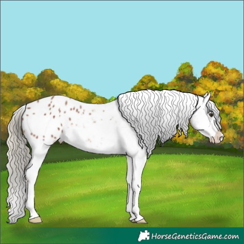Horse Color:Chestnut Mushroom Appaloosa 