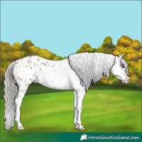 Horse Color:Chestnut Mushroom Appaloosa 