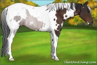 Horse Color:White Spotted Brown Tobiano 
