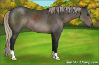 Horse Color:Gray Silver Black 