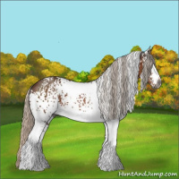 Horse Color:Gray White Spotted Silver Bay 