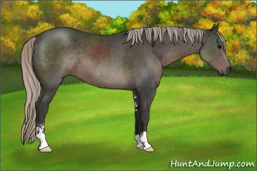 Horse Color:Gray Silver Black Sabino 