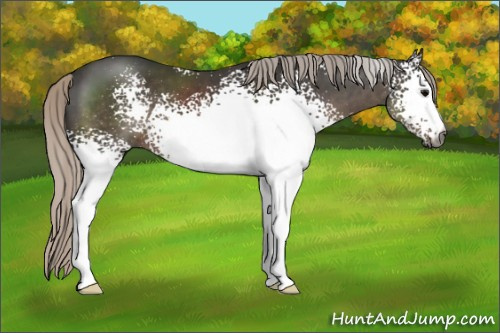 Horse Color:Gray White Spotted Silver Black