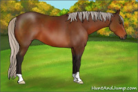 Horse Color:Gray Silver Bay 