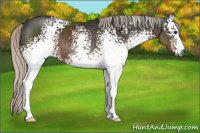 Horse Color:Gray White Spotted Silver Black Sabino 