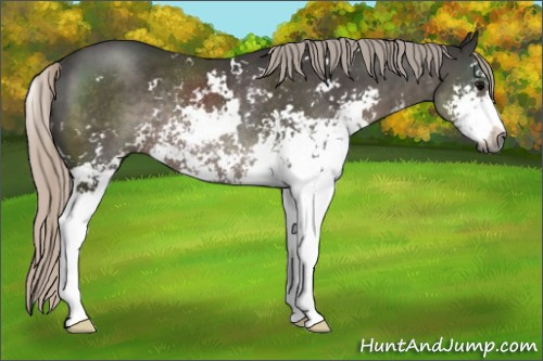 Horse Color:Gray Silver Black Sabino Rabicano 