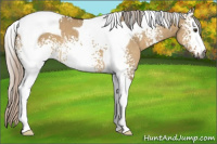 Horse Color:Gray White Spotted Silver Brown Dun Tobiano 