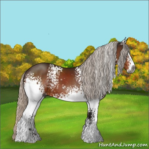 Horse Color:Gray White Spotted Silver Brown Sabino 