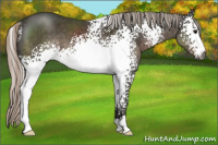 Horse Color:Gray White Spotted Silver Black Sabino 