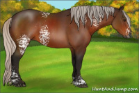 Horse Color:Gray White Spotted Silver Bay 