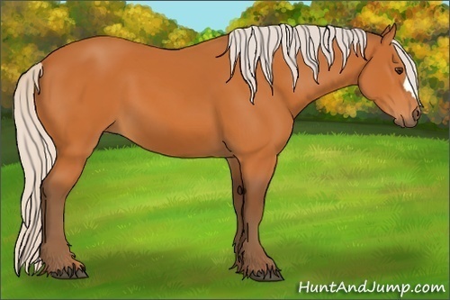 Horse Color:Silver Buckskin 