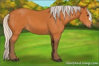 Horse Color:Silver Buckskin 
