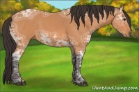 Horse Color:Buckskin Ice 