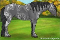 Horse Color:Black Ice 