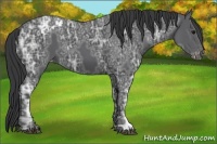 Horse Color:Black Ice Appaloosa 