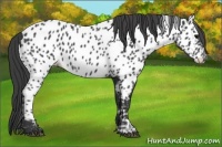 Horse Color:Black Appaloosa