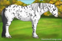 Horse Color:White Spotted Black Appaloosa Rabicano 