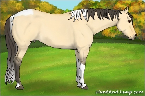Horse Color:Buckskin Dun Tobiano 
