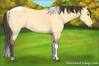 Horse Color:Buckskin Dun Tobiano 