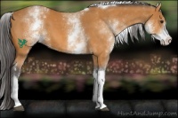 Horse Color:White Spotted Buckskin Tobiano 