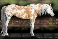 Horse Color:Buckskin Sabino 