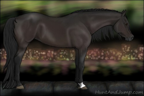 Horse Color:Gray Brown 