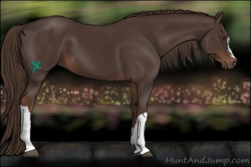 Horse Color:Liver Chestnut