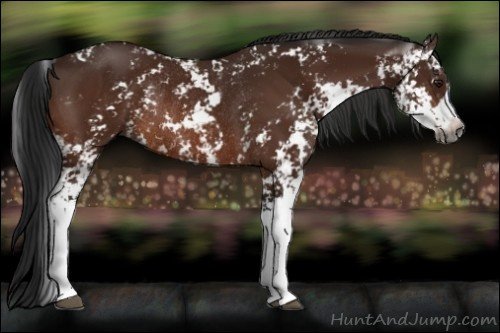 Horse Color:Gray Bay Sabino Rabicano 