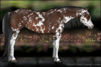 Horse Color:Gray Bay Sabino Rabicano 