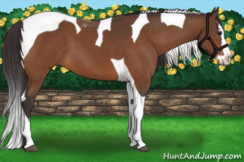 Horse Color:Buckskin Splash Tobiano 
