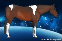 Horse Color:Bay Tobiano Rabicano 